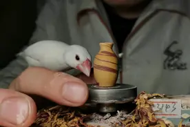 陶艺：北方陶瓷憨厚，南方陶瓷细腻，你喜欢哪一种呢？