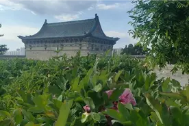 400年的牡丹花盛放太原，全国仅存的明代牡丹，30元门票游人不断视频封面