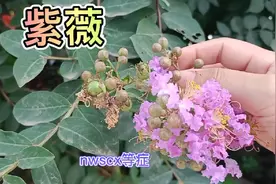 紫薇花树即有价值还有药用价值，树皮和花朵能帮助不少人视频封面