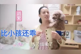小泰迪成精了，比小孩还乖，配合麻麻练习抱孩子！
