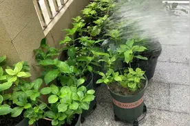 养花vlog 426:花友白天给绣球浇叶片，第二天黑枯了，什么原因？