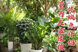 分享15种室内大盆绿植，各有优缺点，让你选择不迷茫视频封面