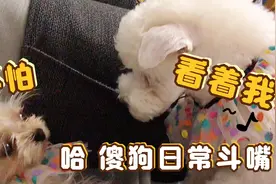 狗子千万别养两只，太闹腾，主人直呼受不了，不信你来瞧视频封面