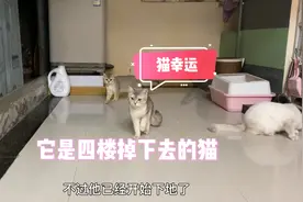 猫从4楼掉下去第2天恢复情况，感谢大家对它关心视频封面