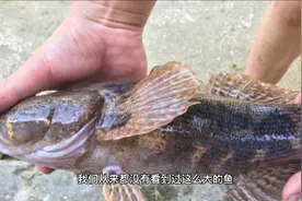观音菩萨的弟子善财龙女视频封面