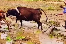 《悯农其一》唐李绅朗诵古诗词1000首学生必背唐诗视频封面