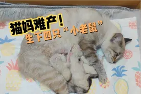 猫咪难产了，经历千辛万苦才生下四只宝宝。白胖白胖的真像小老鼠视频封面