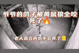 鸽子被黄鼠狼全部咬死了，养了二十年鸽子的爷爷，直言再也不养了