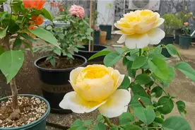 5月的广东高温暴晒，楼顶全日照的9种盆栽月季争相开放，谁更美？