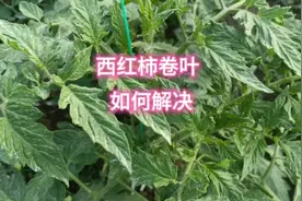 西红柿卷叶到底什么原因？如何解决？这几点做好，卷叶问题不再有视频封面