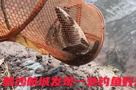 上海鹤沙航城发现一处钓鱼好去处，河里黑鱼很多呀！看看钓友咋说视频封面