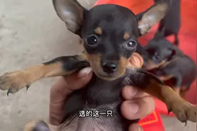 超小体小鹿犬，不建议新手喂养视频封面