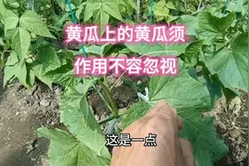 黄瓜上面的瓜须可不要小瞧，是摘是留差别太大，多数人都忽视