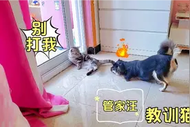 狗狗嫌弃猫咪脚臭，对猫咪又打又咬：快去洗脚视频封面