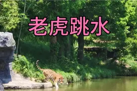 实拍宁波雅戈尔动物园，风景秀丽，近距离看老虎跳水吃肉视频封面