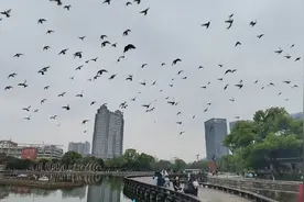 飞得晕头转向，这是咋了视频封面