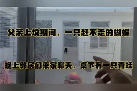 父亲上坟期间飞来一只蝴蝶，晚上邻居们来家聊天，桌下有一只青蛙视频封面
