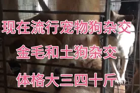 现在流行宠物狗和杂交土狗，金毛和土狗杂交生出来狗仔比较大！视频封面