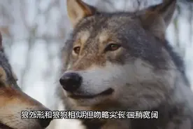 走进动物王国——狼为什么经常号叫？