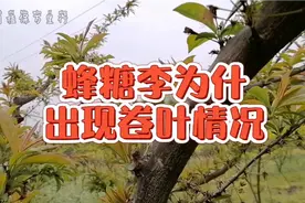 蜂糖李展叶之后，为什么会出现卷叶情况