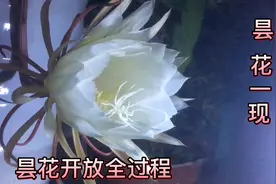 记录昙花开放全过程，昙花一现，太美了视频封面