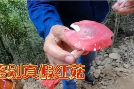 一斤1000多元的野生红菇，教你一招鉴别真假红蘑菇的小技法