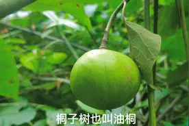 油桐树的叶子和果实都有不同的用途视频封面