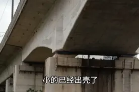 想要八哥幼鸟，就到这样的地方去捡视频封面
