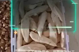 杰特贝林视频封面