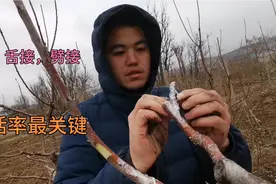 春分是嫁接樱桃的时节，海一三种嫁接方法灵活运用，老婆都佩服了视频封面