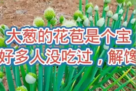 大葱的花苞是个宝，好多人都没有吃过，做好特别解馋。视频封面