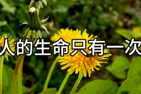 人的生命只有一次 在生命中和z相遇 从此和z永不分l家人们平安xil视频封面