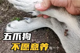 狗有“5爪”养不得，据说这种狗养着不吉利，会给家里带来厄运视频封面