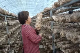 内蒙古山沟里的小镇，竟然有这么大一个种植特色农业的电商服站视频封面
