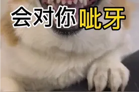 狗狗为什么会对你呲牙视频封面