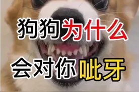 狗狗为什么会对你呲牙视频封面
