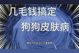 ：狗狗掉毛，皮肤病，最快最效的，冶疗方法