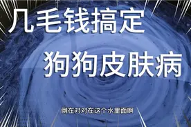 ：狗狗掉毛，皮肤病，最快最效的，冶疗方法视频封面