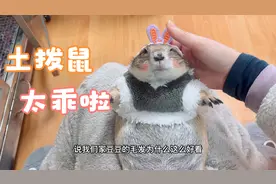 土拨鼠太可爱了！我家大老鼠的毛发很柔顺哦！