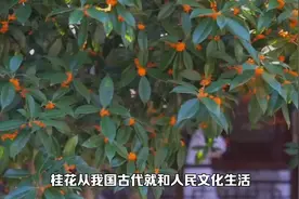 花中第一流，10首桂花经典古诗词与您共赏视频封面
