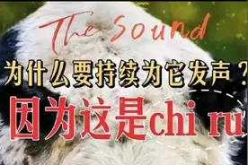大熊猫的租借合同，保障的竟然都是“专家”的利益！视频封面