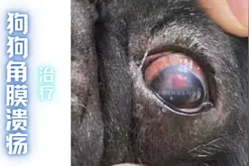（莱芜病例）狗狗眼睛红肿、充血、有增生物，滴药治疗痊愈