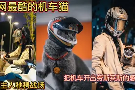 全网最酷的机车猫！跟着主人驰骋战场！把机车开出劳斯莱斯的感觉视频封面