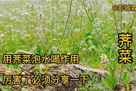 用荠菜制成的茶叶，泡水喝作用厉害了，必须分享一下视频封面