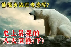 熊能战胜老虎吗？盘点史上最大的四种巨熊，战斗力爆表！#冷知识