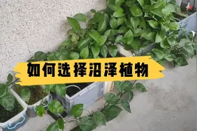 如何选择沼泽过滤的植物？选对植物才能养出强大的净水根系。视频封面