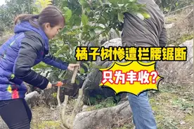 整片山的橘子树都被拦腰锯断，一片叶子都不留，大舅让我不要慌视频封面