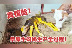 真惊险！草原牧区牛妈妈生产过程有多危险？小牛犊憋得喘不上气！视频封面