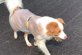 劳模狗狗风里雨里来搬砖，为了实现盖房娶媳妇的梦想！点赞了！视频封面