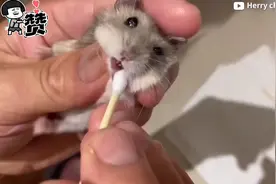 怎么给仓鼠嘴里清出啥来了